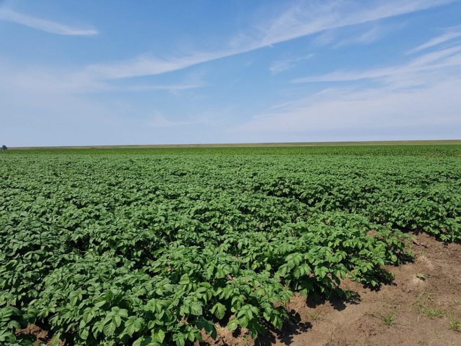 Veld aardappelen